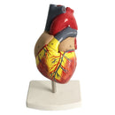Human Lifesize Anatomical Emulational Heart Anatomy Viscera Model Learning