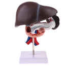 Life Size Human Liver Pancreas Duodenum Model Anatomical Human Organ Statue Learning Tool Lab Supply