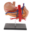 Human Digestive Organs Stomach & Pancreas Model with Base Educative Learning Resources Lab Ornament