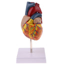 Human Anatomical Heart Model, Life Size, Detachable 2 Parts, Organ Model Anatomy School Teaching Learning Tools