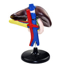10.6-Inch PVC Human Liver Pancreas Duodenum Model for Medical Learning Lab Supplies