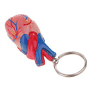 Miniature Colorful High Details Human Heart Model Keychain School Learning Kids Toy Halloween Party Decoration