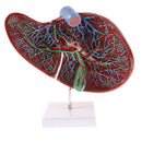 Magnified 1.5x Highly Detailed Human Liver Normal Model Educative Science Toy Learning Tool