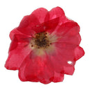 Rose Epoxy Resin Dried Flower Pendants Charms for Jewelry Making DIY Hanging Decoration w/Hole