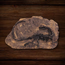 Dinosaur Bone Model Replica Statue Sculpture Home Desktop Decorative Figurine Wall Plaque Craft