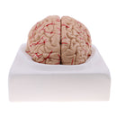 Lifesize 1:1 Removable 8 Parts Human Brain Brainstem w/Arteries Model Educative & Science Toy Lab Equipment
