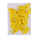 10 Pieces Natural Dried Pressed Flower Dyed for Miniature Herbarium Craft DIY Scrapbooking and Card Making Crafts