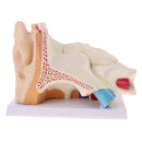 6 Times Enlarged Human Ear Anatomical Structure Model Teaching Learning Tool Lab Supplies Statue