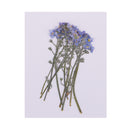 10 Pieces Real Pressed Press Dried Flower Forget me not Plant Specimen For Nail Art Decor, Scrapbooking Card, Art Crafts, Epoxy Resin Jewelry Making