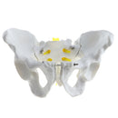 1:1 Human Male Pelvis Skeleton Sacrum Pubis Model for School Laboratory Teaching Tool