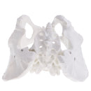 1:1 Lifesize Professional Female Pelvis Sacrum Pubis Skeleton School Teaching Model Kit Lab Supplies
