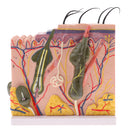 Human Skin Model, 50X Enlarged Science Anatomy Biology Teaching Aids School Education Supplies w/ 25 labeled diagrams