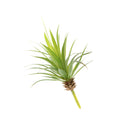 Artificial Succulent Real Touch Gladiolus Foliage Plant Garden Decor S Green