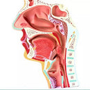 Human Anatomical Nasal Cavity Throat Anatomy Medical Model 4.7Ã—4.7Ã—9.5 inches