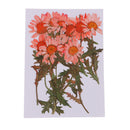 12x Natural Dried Pressed Flowers For DIY Scrapbooking Crafts Chrysanthemums