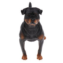 Realistic Simulation Rottweiler Dog Pet Animal Model Action Figure Figurine Nature Toys Decoration Collectibles B