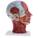 Median Section of 1:1 Human Head & Neck Superficial Muscle Nerve Model Kit School Teaching Tools Lab Ornament w/Base