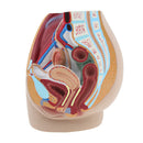 Lifesize PVC 1:1 Human Female Pelvic Cavity Reproductive & Urinary System