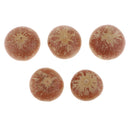 5x Real Dried Small Mushroom Photo Props Natural Ornaments Garden Home Decor