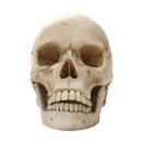 Lifesize 1:1 Resin Skull Statue Figurine Human Skeleton Head Home Bar Decor