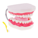 Large Size Human Mouth Teeth Tongue Model School Teaching Tools Lab Supplies Magnification 6x