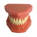 Dental Teaching Adult Standard Typodont Demonstration Teeth Model