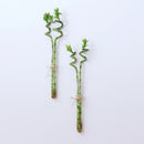Crystal Glass 4 Test Tubes Flower Planter Vase Hydroponic Pots Office Home Wall Art Hanging Floral Decoration