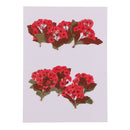 10 Pieces Natural Real Red Flower Pressed Dried Flowers for DIY Ornament Craft Jewelry Making Pendants Charms