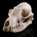Lifelike Fox Skull Resin Head Skeleton Figurine Aquarium Ornament Home Decor