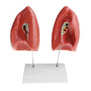1:1 Lifesize Human Lung Structure Removable 4 Parts Lab Demonstration Model School Teaching Display
