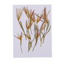 12 Pieces Pressed Dried Flowers Real Flower Lily Embellishments for DIY Ornament Jewelry Making Candle Making