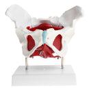 1:1 Lifesize Female Pelvis Coccyx Sacrum with Removable Organs Model Display School Teaching Tool