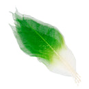 50x Natural Magnolia Skeleton Leaf Leaves Card Scrapbook Craft Supplies Green+White