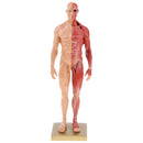 11 inch Anatomical Male Muscular and Skin Figure Model Human Anatomy Model (Skin Color)