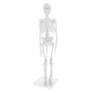 45cm Highly Detailed PVC Human Body Skeleton Model Set for School Lab Educative Tools