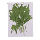 Pack of 10 Pcs Pressed Palhinhaea Leaves Press Dried Flowers Filler For Epoxy Resin Pendant Necklace Jewelry Making DIY Arts Crafts Scrapbooking Card Making Supplies