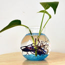 Clear Glass Flower Planter Vase Terrarium Container Fish Tank Table Decor