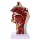 Longitudinal Section of 1:1 Lifesize Human Nasal Oral Cavity Throat Pathology Model School Teaching Display Lab Ornament