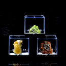 3x3x3.5cm Transparent Dustproof Display Case with Balck Base For Rock & Mineral Collection