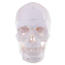 1:1 Life Size Human Head Skull Skeleton Model Educational Study Aid Lab Ornament Learning Resources