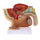 1:2 Sagittal Section Of Human Male Pelvis Testicle Prostate Structure Model School Teaching Display Kits