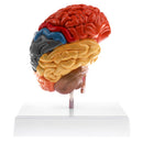 1:1 Section of Human Half Brain Brainstem Model with Display School Teaching Lab Ornament