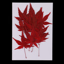 12 Pieces Natural Pressed Dried Flower Leaves Red Maple Leaf Embellishment for Card Making DIY Phone Case Decoration 4-4.5cm