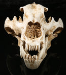White Polar Bear Resin Skull Replica Head Model Collection Home Bar Decor