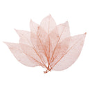 50Pcs Natural Magnolia Skeleton Leaf Leaves Card Scrapbook Craft Supply Coffee