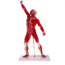 50cm Height Human Muscle Superficial Muscle Torso Skeleton Model with Base Lab Demonstration Display Science Toy