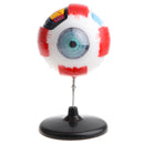 Highly Detailed Human Eyeball Anatomy Model Anatomical Learning Display Kit