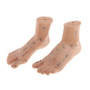 Lab Supplies Education Acupuncture Foot Reflex Zone Point Model Massage Study Teaching Sculpture