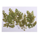 10 Pieces Natural Pressed Dried Flower Adiantum for DIY Arts Crafts Scrapbooking