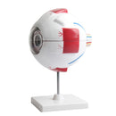 Eyeball Magnification Model Adult Eye Eyeball Anatomical Magnification Model 6.7Ã—5.9Ã—10.6 inches